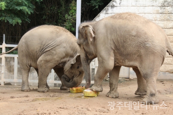 얼음과자 먹는 아시아코끼리 모녀