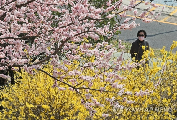 대구의 봄 21일 오후 대구 아양교 인근 산책로에서 마스크를 쓴 시민이 꽃을 피운 노란 개나리를 살피고 있다. 2020.3.21 (사진=연합뉴스)