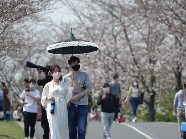 마스크 쓰고 벚꽃놀이 즐기는 상하이 시민들 지난 21일(현지시간) 상하이의 천산식물원에서 시민들이 마스크를 쓴 채 핀 벚꽃을 감상하고 있다. 2020.3.23 (상하이=연합뉴스)