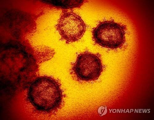 신종 코로나바이러스 전자현미경 이미지 [연합뉴스 자료사진]