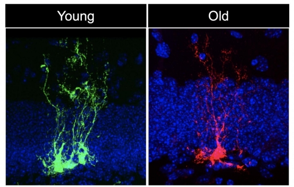 어린 생쥐(녹색)와 늙은 생쥐(적색)의 신경줄기세포 [USC Bonaguidi Lab 제공 / 재판매 및 DB 금지]