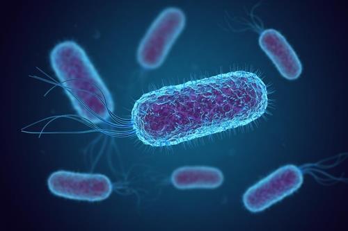 인간과 동물의 장에서 흔히 발견되는 대장균(E. coli) 이미지[미국 신시내티대 제공. 재판매 및 DB 금지]