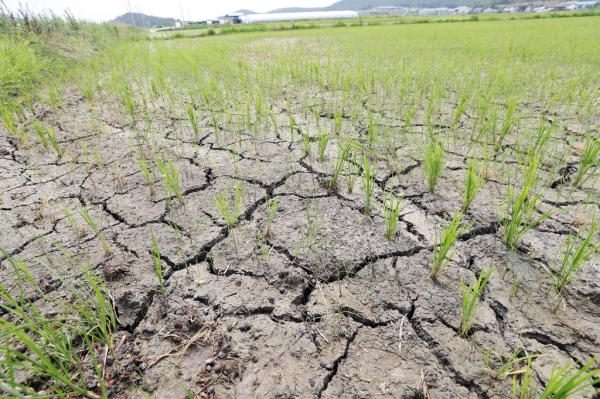 갈라진 농경지15일 전남 신안군 압해읍 한 농경지가 가뭄에 말라 갈라져있다. 2022.7.17 (사진=연합뉴스)