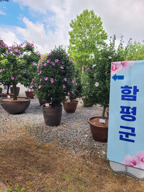함평자연생태공원서 '나라꽃 무궁화 전시회' 열린다