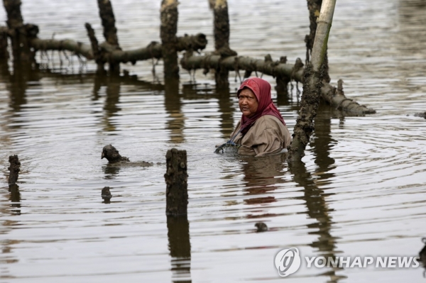 인도네시아 아체 지역 굴양식장에서 일하는 현지인 여성[EPA 연합뉴스자료사진. 재판매 및 DB 금지]